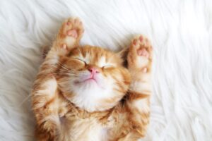 Nutrition for Better Sleep